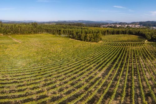 An aerial view of the vineyards of Vinho Verde, Portugal