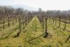 The vineyards of the Vinho Verde region of Portugal.