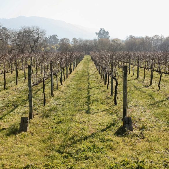 The vineyards of the Vinho Verde region of Portugal.