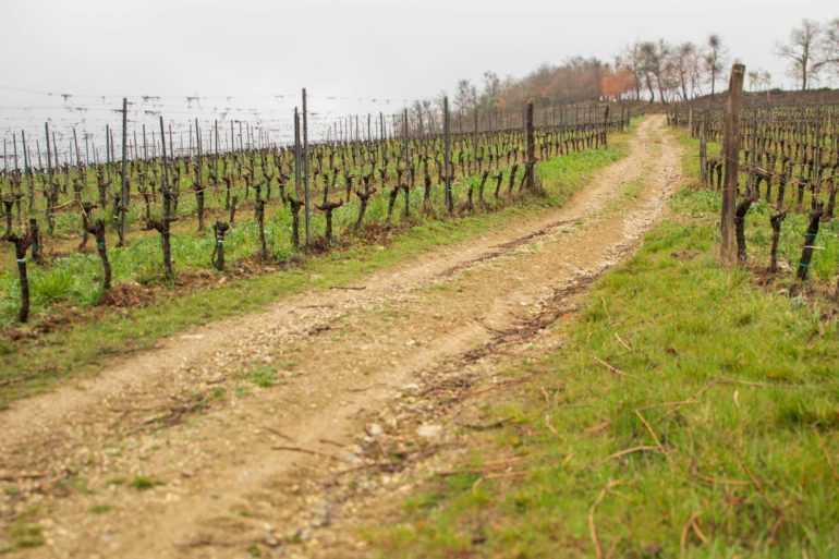 The vineyards at Poggerino. ©Kevin Day/Opening a Bottle