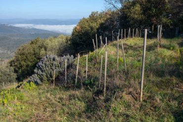 The L'Aietta vineyard in Montalcino, seen in spring. ©Kevin Day/Opening a Bottle