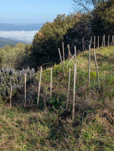 The L'Aietta vineyard in Montalcino, seen in spring. ©Kevin Day/Opening a Bottle