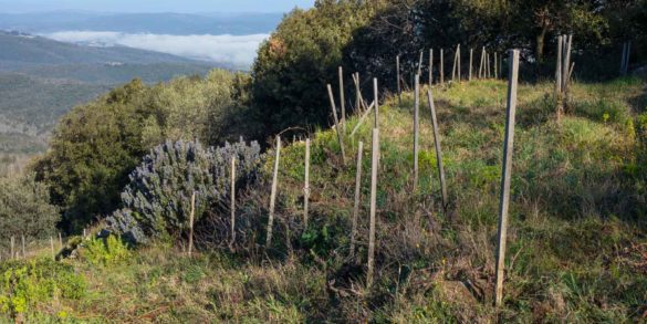 The L'Aietta vineyard in Montalcino, seen in spring. ©Kevin Day/Opening a Bottle