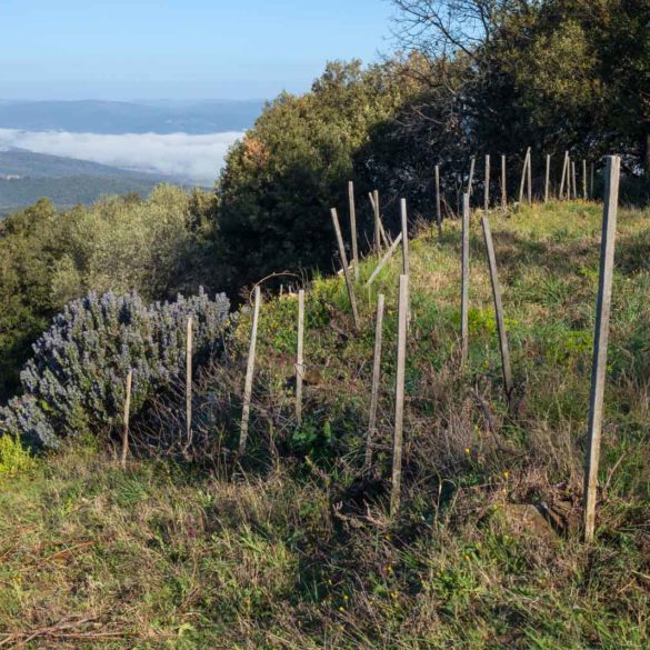 The L'Aietta vineyard in Montalcino, seen in spring. ©Kevin Day/Opening a Bottle