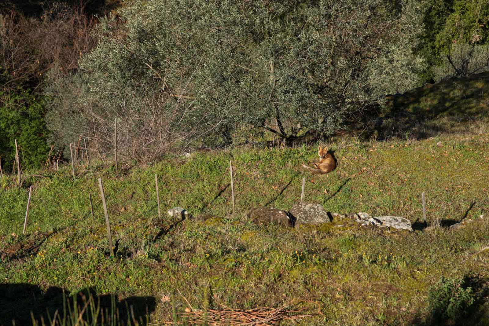 A red fox in a Montalcino vineyard. ©Kevin Day/Opening a Bottle