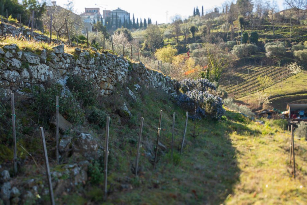 Mulinari's L'Aietta vineyard is made up of 2.5 hectares of dry-stone terraces — 16 rows in all with a southwest-facing exposition. ©Kevin Day/Opening a Bottle