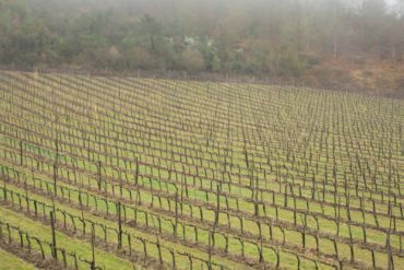 Vineyards in Chianti Classico ©Kevin Day/Opening a Bottle