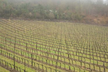 Vineyards in Chianti Classico ©Kevin Day/Opening a Bottle