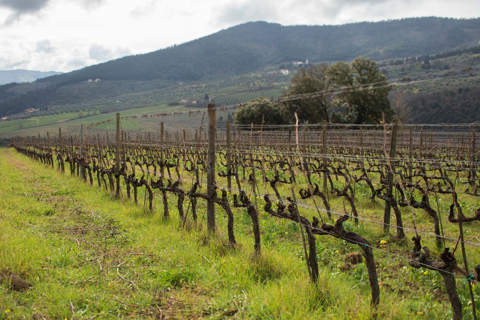 Bucerchiale vineyard in Tuscany ©Kevin Day/Opening a Bottle