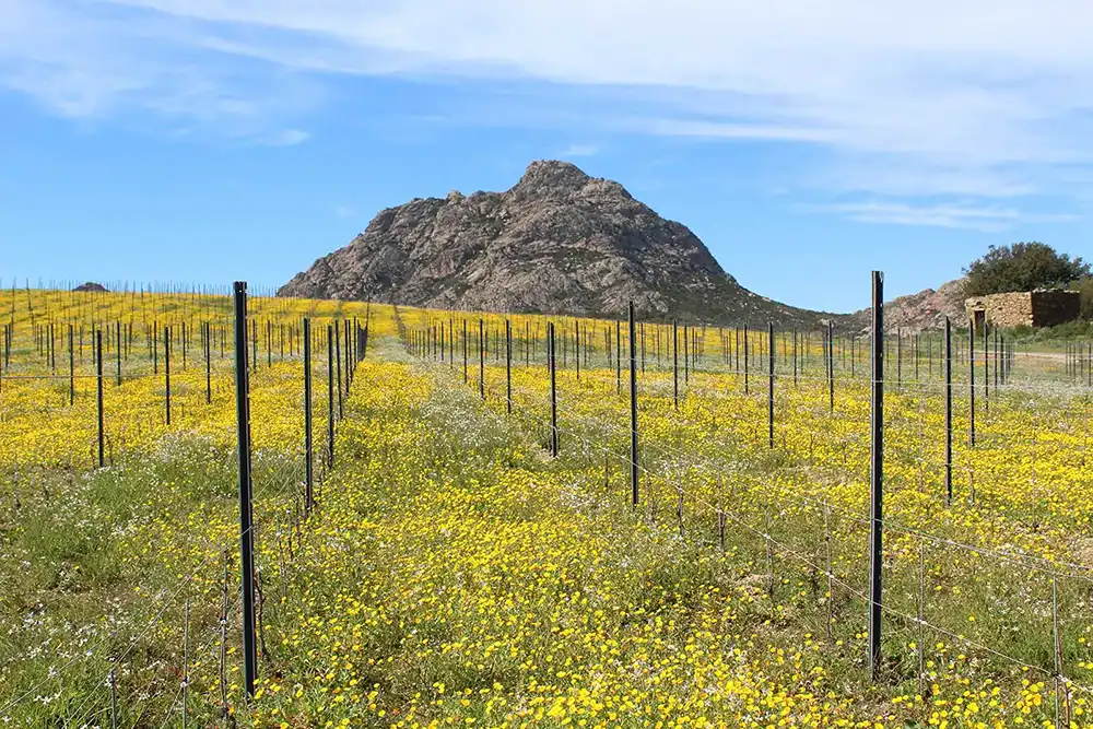 Vineyards in Corsica.