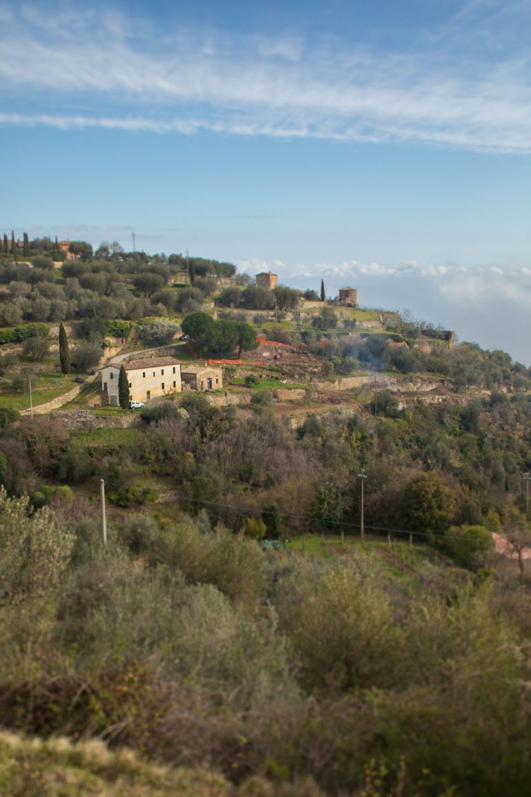 The terraces of Montalcino include olive groves as well. ©Kevin Day/Opening a Bottle