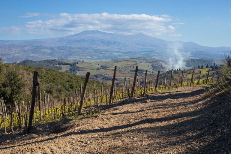 A view of Mount Amiata from Salicutti's vineyards. ©Kevin Day/Opening a Bottle