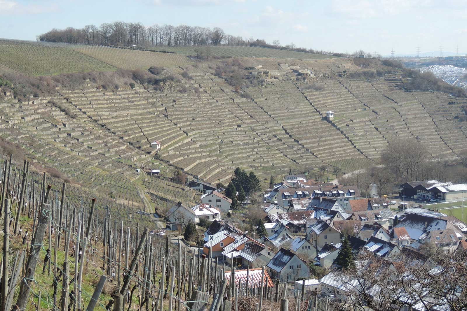 The impressively steep vineyards surrounding Rosswag, Germany.