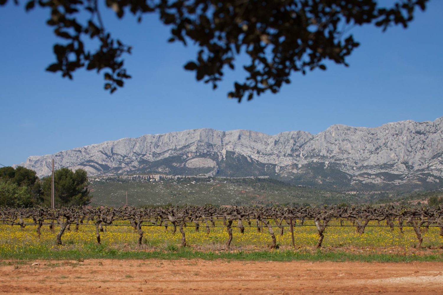 The imposing ridge of Mont Sainte-Victoire with Château Gassier's vineyards in the foreground. ©Kevin Day/Opening a Bottle