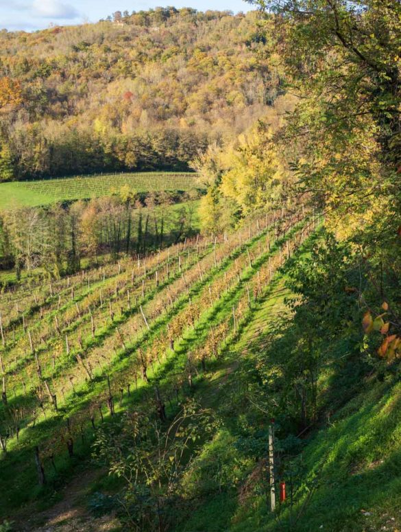 The original vineyard where Schioppettino was propogated (and saved) by the Rapuzzi family, surrounded by Cialla's quiet landscape. ©Kevin Day/Opening a Bottle