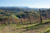 High elevation vineyards of Friulano near Scrio, Italy. ©Kevin Day/Opening a Bottle