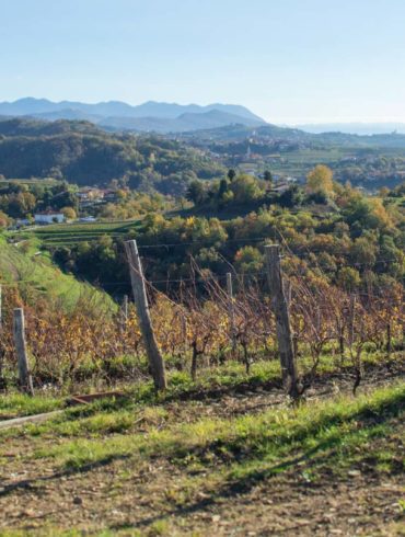 High elevation vineyards of Friulano near Scrio, Italy. ©Kevin Day/Opening a Bottle