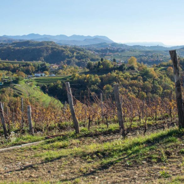 High elevation vineyards of Friulano near Scrio, Italy. ©Kevin Day/Opening a Bottle