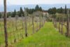 The farm that hosts retreats for the Fondazione Sergio Il Patriarca Onlus at Montenidoli. ©Kevin Day/Opening a Bottle