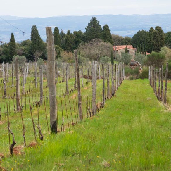 The farm that hosts retreats for the Fondazione Sergio Il Patriarca Onlus at Montenidoli. ©Kevin Day/Opening a Bottle