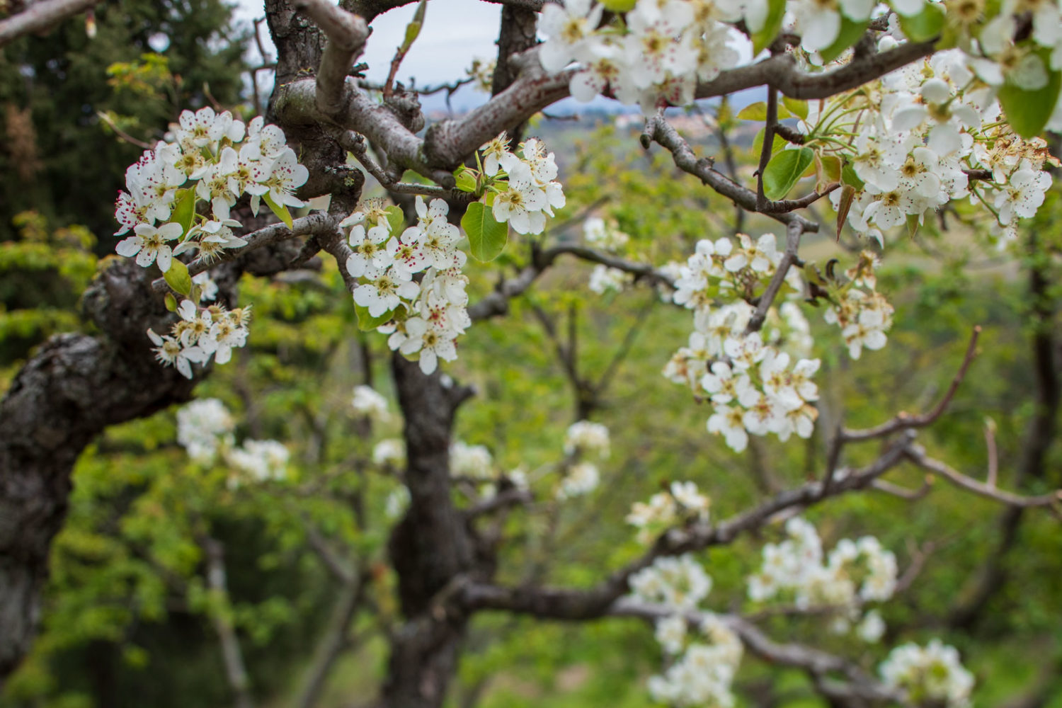 Pear blossoms at Montenidoli. ©Kevin Day/Opening a Bottle