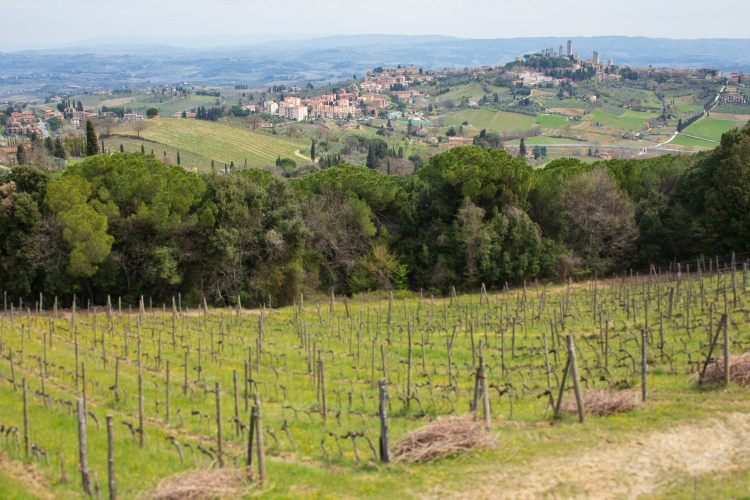 San Gimignano as seen from the Vernaccia vineyards of Montenidoli. ©Kevin Day/Opening a Bottle