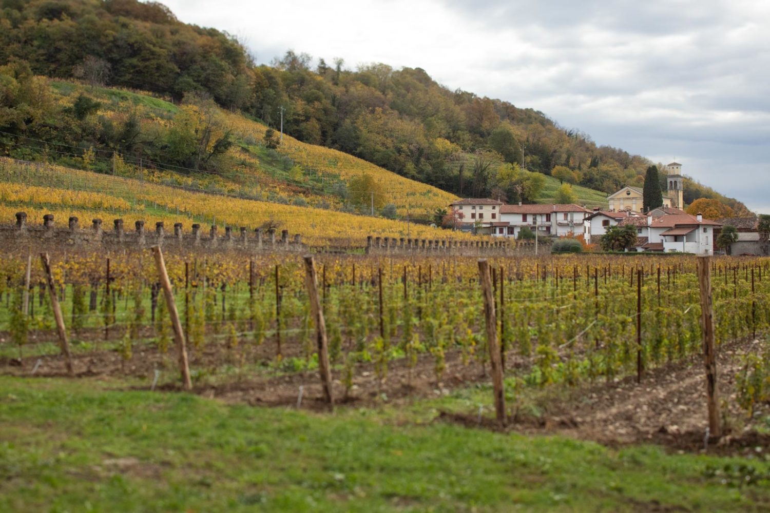 Vineyards in the village of Brazzano in Friuli, Italy. ©Kevin Day/Opening a Bottle