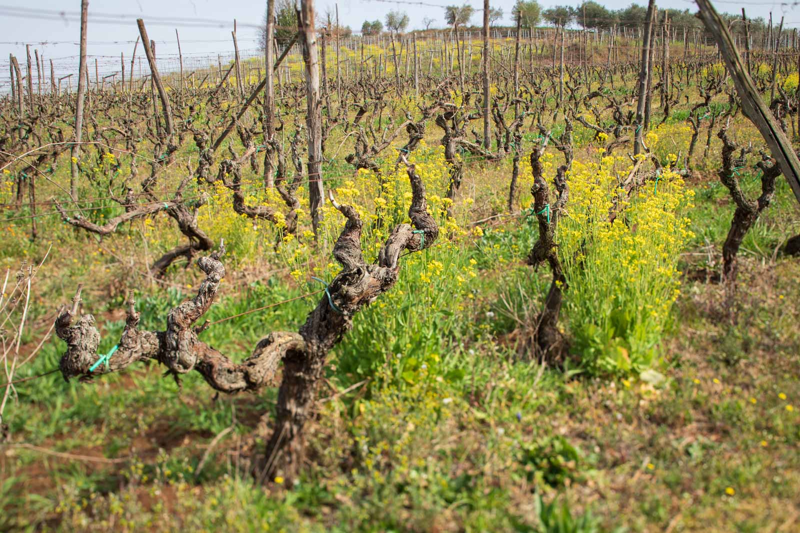 Damiano Ciolli's Cesanese d'Affile vines from 1953, which are surrounded by the flowers and grasses that help preserve moisture in the soil. ©Kevin Day/Opening a Bottle