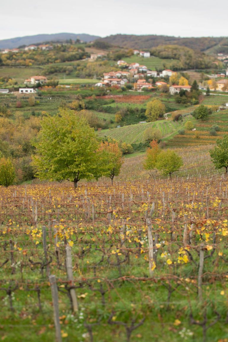 Trees growing in Gravner's vineyard along the Italy-Slovenia border. ©Kevin Day/Opening a Bottle