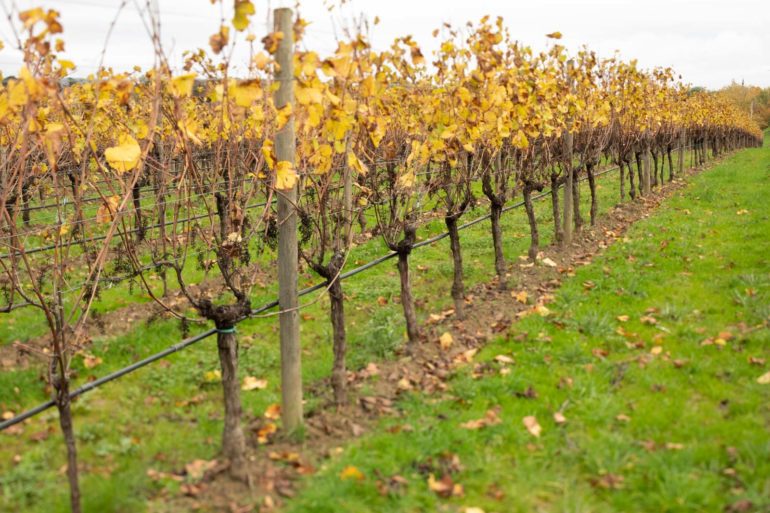 Vineyards in fall foliage in Friuli-Venezia Giulia. ©Kevin Day/Opening a Bottle