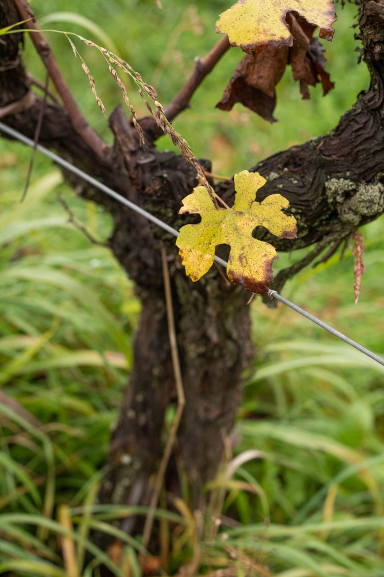 Verduzzo leaf in a vineyard. ©Kevin Day/Opening a Bottle