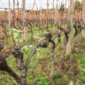 Flowers blooming in November in Gravner's vineyard. ©Kevin Day/Opening a Bottle