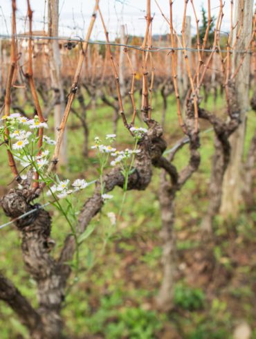 Flowers blooming in November in Gravner's vineyard. ©Kevin Day/Opening a Bottle