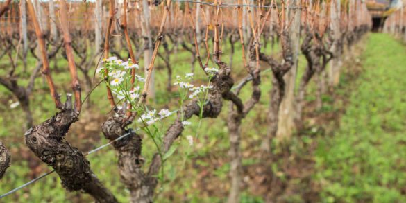 Flowers blooming in November in Gravner's vineyard. ©Kevin Day/Opening a Bottle