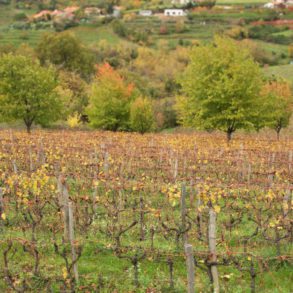 Biodiverse vineyards at Gravner in the Brda hills of Slovenia. ©Kevin Day/Opening a Bottle
