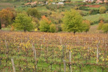 Biodiverse vineyards at Gravner in the Brda hills of Slovenia. ©Kevin Day/Opening a Bottle
