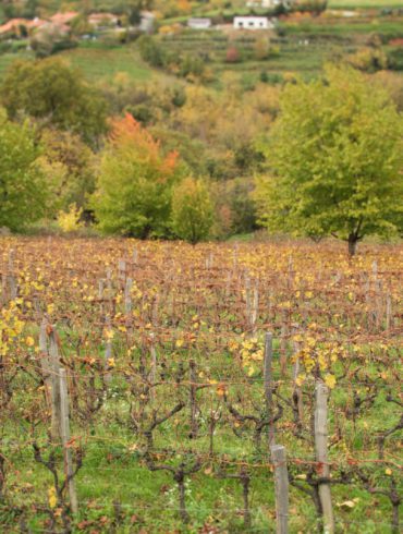 Biodiverse vineyards at Gravner in the Brda hills of Slovenia. ©Kevin Day/Opening a Bottle