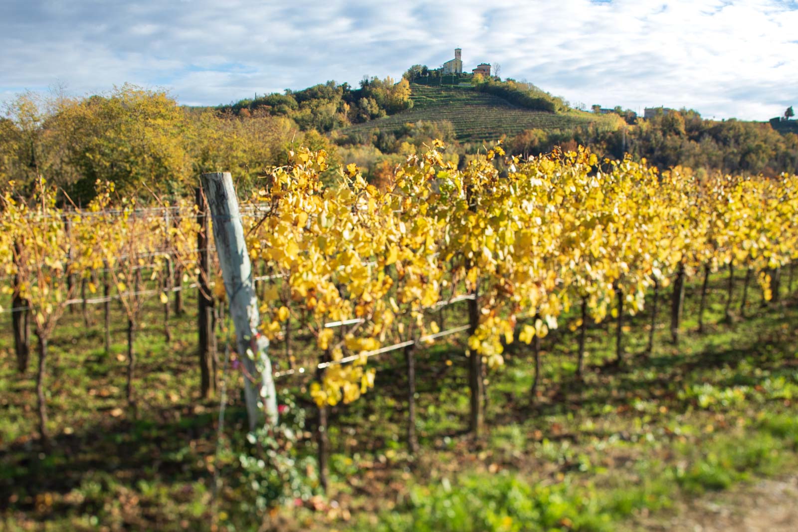 Vineyards near Venco, Italy in the Collio DOC. ©Kevin Day/Opening a Bottle