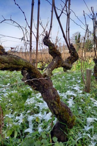 Old vine at Domaine Dujac. ©Domaine Dujac