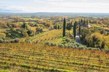 Vineyards in the Rosazzo DOCG of Friuli, Italy. ©Kevin Day/Opening a Bottle