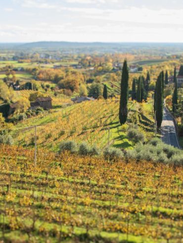 Vineyards in the Rosazzo DOCG of Friuli, Italy. ©Kevin Day/Opening a Bottle