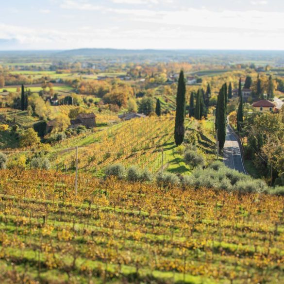 Vineyards in the Rosazzo DOCG of Friuli, Italy. ©Kevin Day/Opening a Bottle