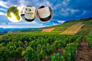 Collage of Chablis vineyards, grapes and wine bottles.