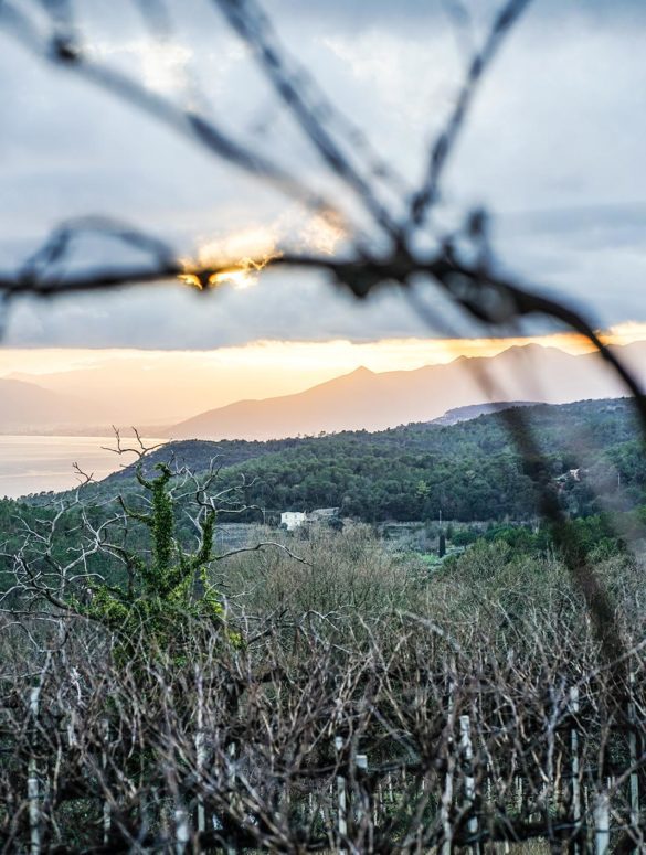 A view over the vineyards at Punta Crena, looking at the Mediterranean coast. ©Joanie Bonfiglio