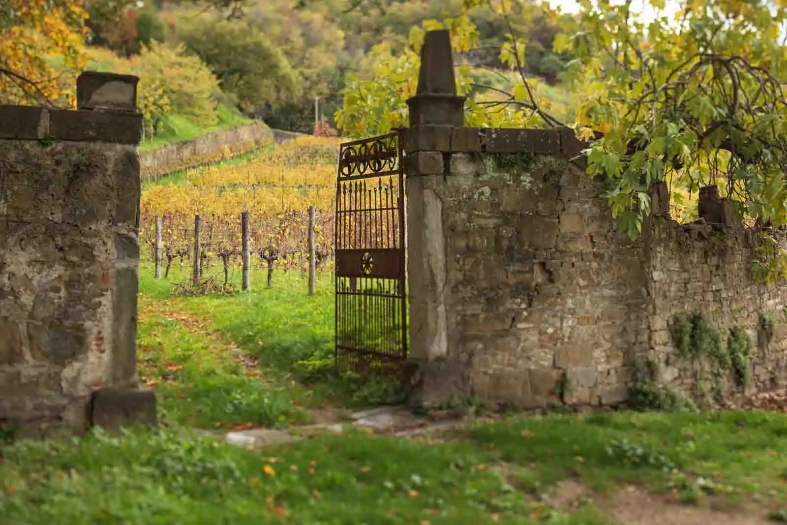 Gate and vineyard in Collio DOC, Brazzano, Italy.