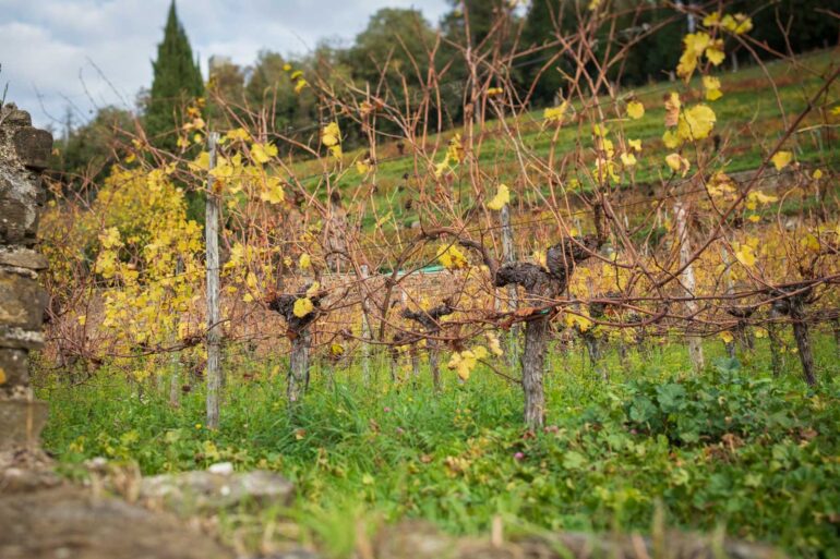 Old vines of Malvasia Istriana in Brazzano, Italy. ©Kevin Day/Opening a Bottle