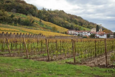 Italo & Bruno vineyard and Ronco della Chiesa vineyard of Borgo del Tiglio in Brazzano, Italy.