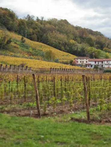 Italo & Bruno vineyard and Ronco della Chiesa vineyard of Borgo del Tiglio in Brazzano, Italy.