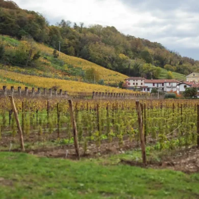 Italo & Bruno vineyard and Ronco della Chiesa vineyard of Borgo del Tiglio in Brazzano, Italy.