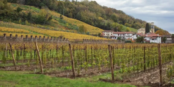 Italo & Bruno vineyard and Ronco della Chiesa vineyard of Borgo del Tiglio in Brazzano, Italy.